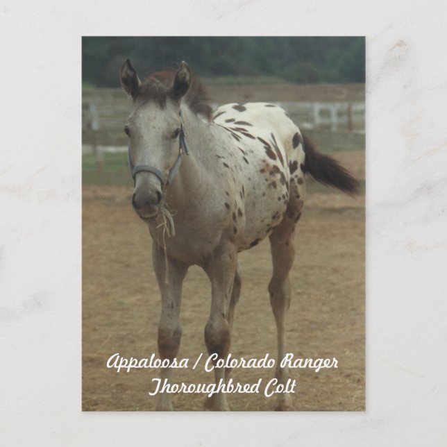 Postal Appaloosa / Colorado Ranger ThooughbredColt (Anverso)
