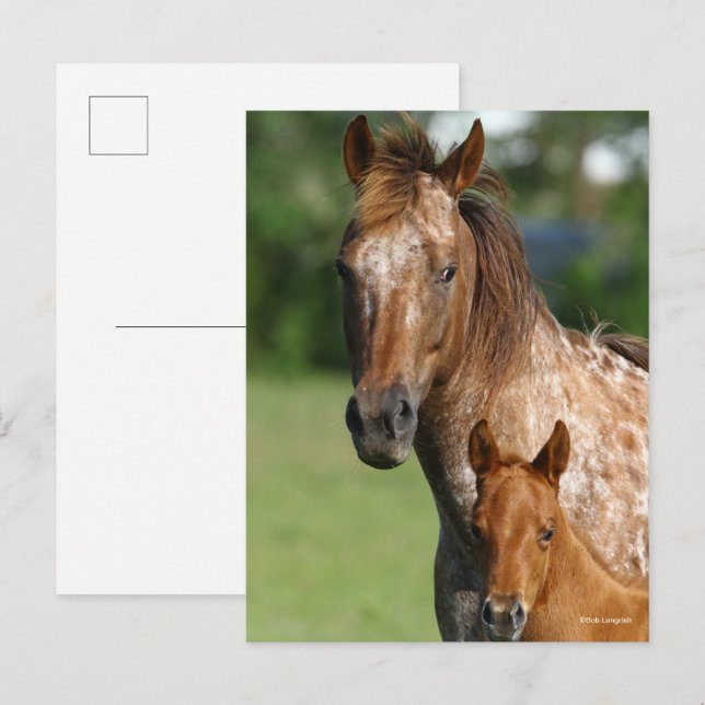Postal Appaloosa Hípica Mare y Fool (Anverso / Reverso)