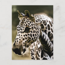 Appaloosa Leopardo