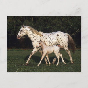 Postal Appaloosa Mare y Fool en el campo