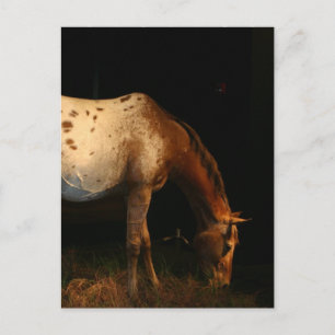 Postal Appaloosa Postcard