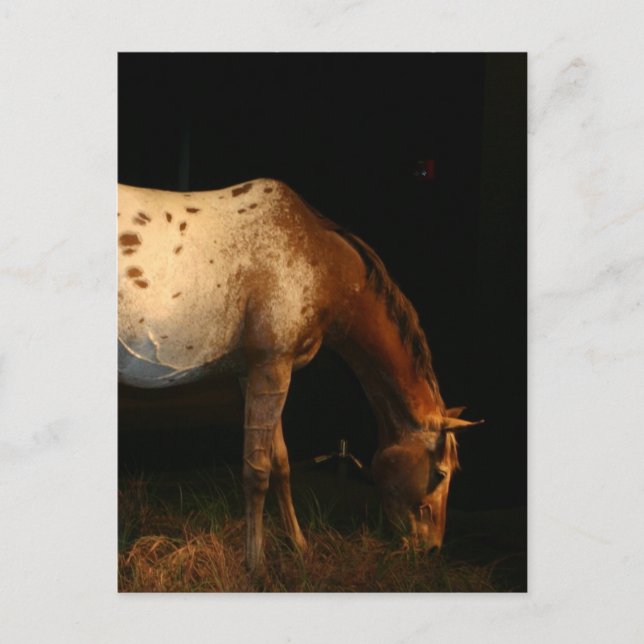 Postal Appaloosa Postcard (Anverso)