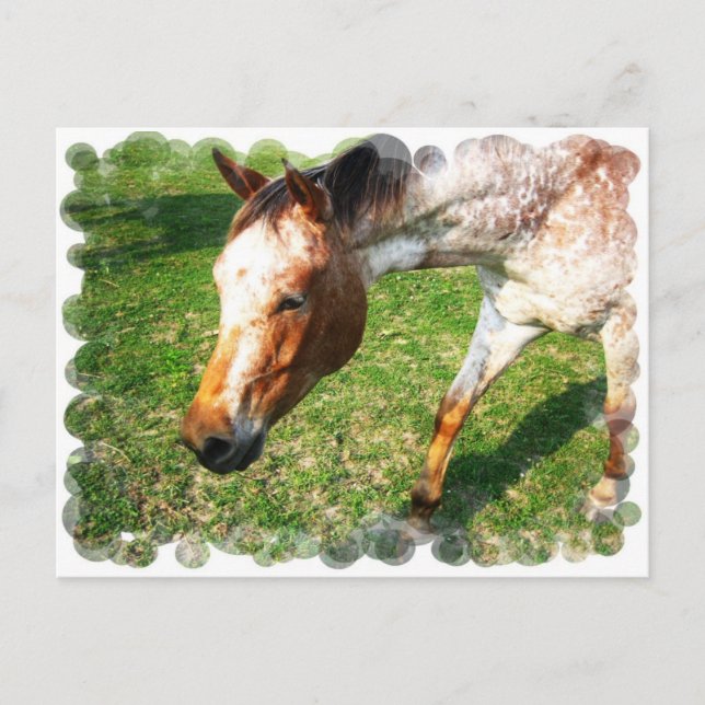 Postal Appaloosa Postcard (Anverso)