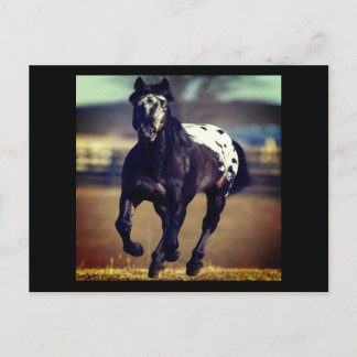 Postal Appaloosa Postcard