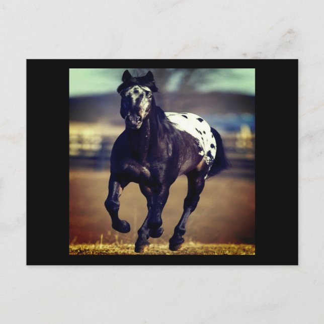 Postal Appaloosa Postcard (Anverso)