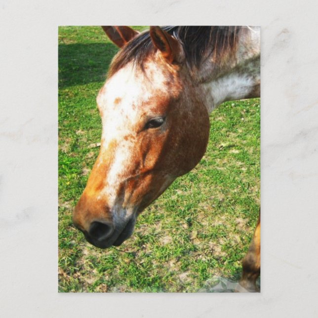 Postal Appaloosa Postcard (Anverso)