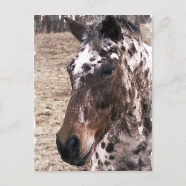 Postal Appaloosa Stallions Postcard (Anverso)