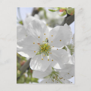 Postal Apple Blossom