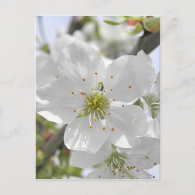 Postal Apple Blossom (Anverso)
