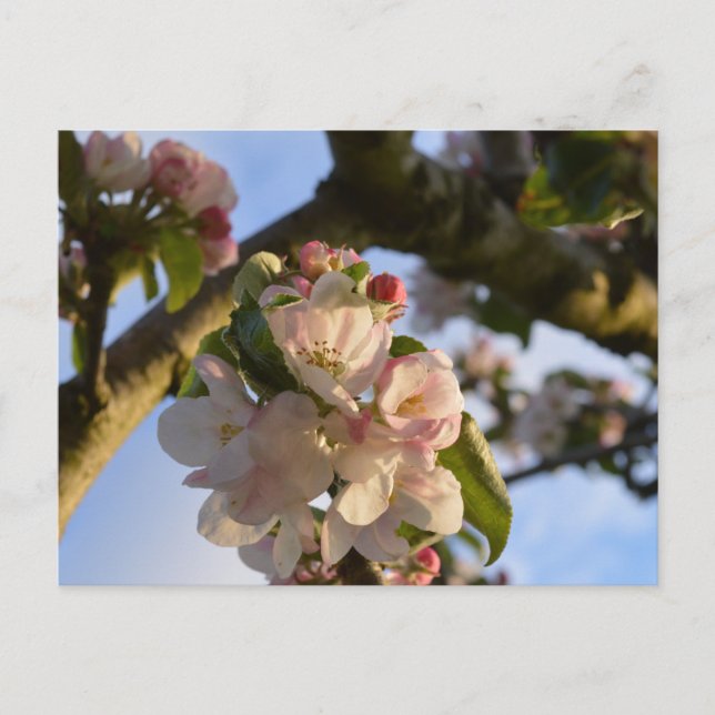 Postal Apple Blossom (Anverso)