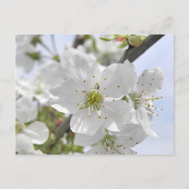 Postal Apple Blossom (Anverso)