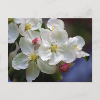 Postal Apple Blossom