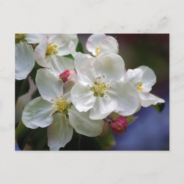 Postal Apple Blossom (Anverso)
