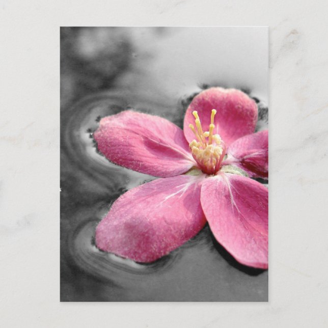 Postal Apple Blossom (Anverso)