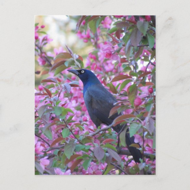 Postal Apple Blossom Grackle (Anverso)