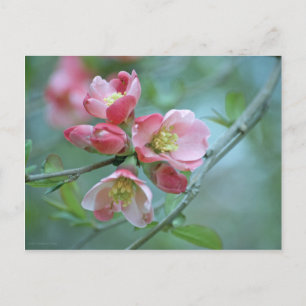 Postal Apple Blossom #P0356