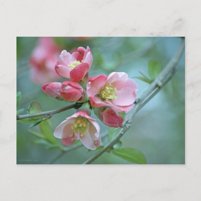 Postal Apple Blossom #P0356 (Anverso)