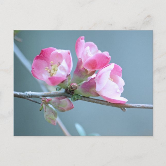 Postal Apple Blossom #P0358 (Anverso)