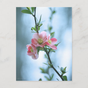 Postal Apple Blossom #P0365