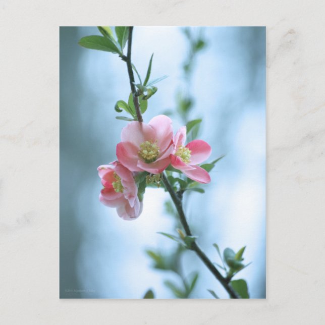 Postal Apple Blossom #P0365 (Anverso)