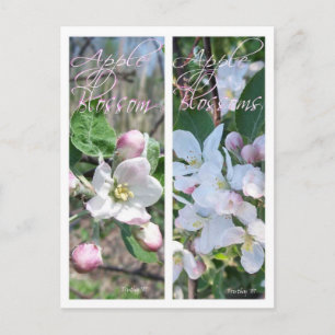 POSTAL APPLE BLOSSOMS BOOKMARKS