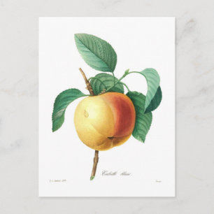 Postal Apple 'Calville blanc'