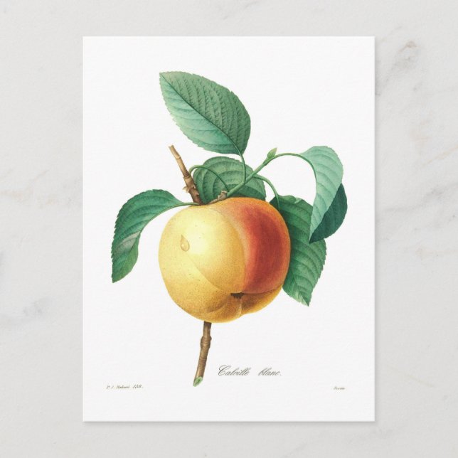Postal Apple 'Calville blanc' (Anverso)