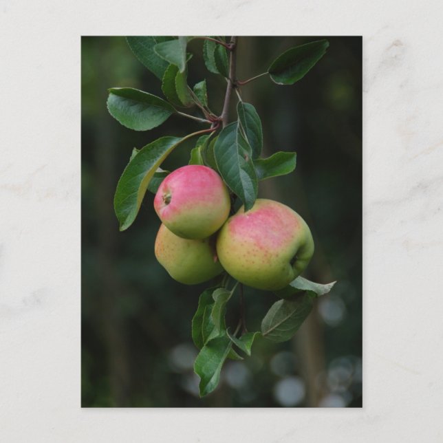 Postal Apple Naranja Cox (Anverso)