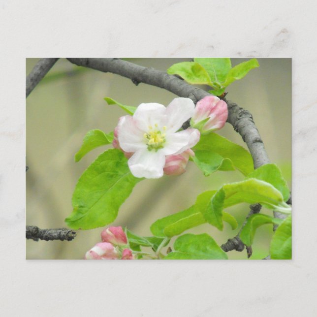 Postal Apple rosado florece (Anverso)