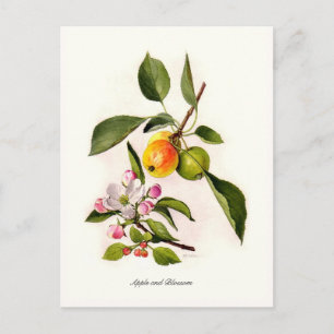 Postal Apple y Florecimiento