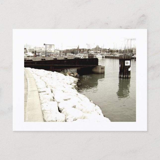 Postal Approachable Wolf Post Card Print (Anverso)