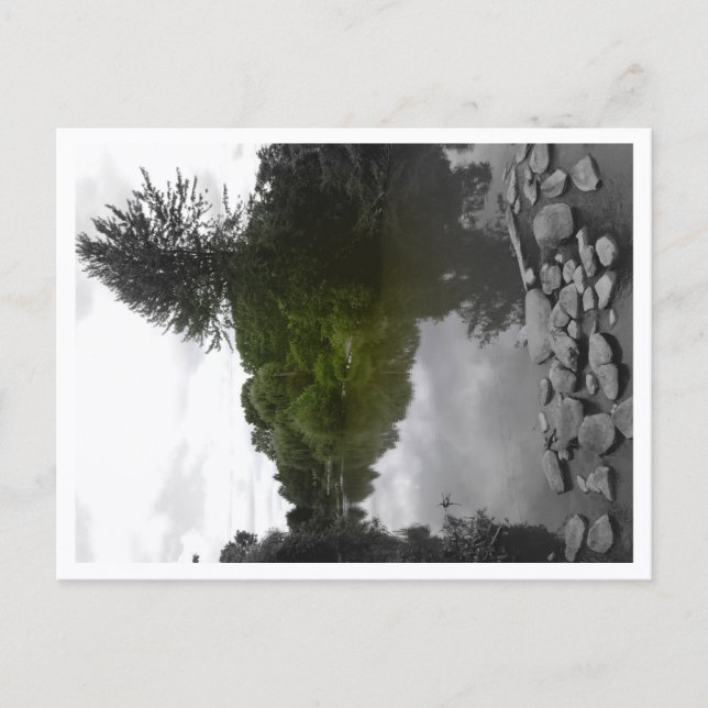 Postal Approachable Wolf Post Card Print (Anverso)