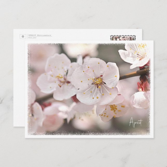 Postal Apricot (Anverso / Reverso)