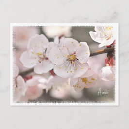 Postal Apricot
