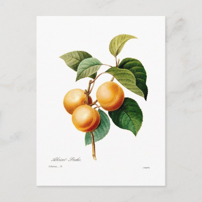 Postal Apricot (Anverso)
