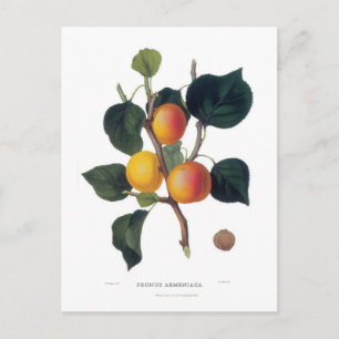 Postal Apricot