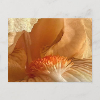 Postal Apricot Bearded Iris Postcard