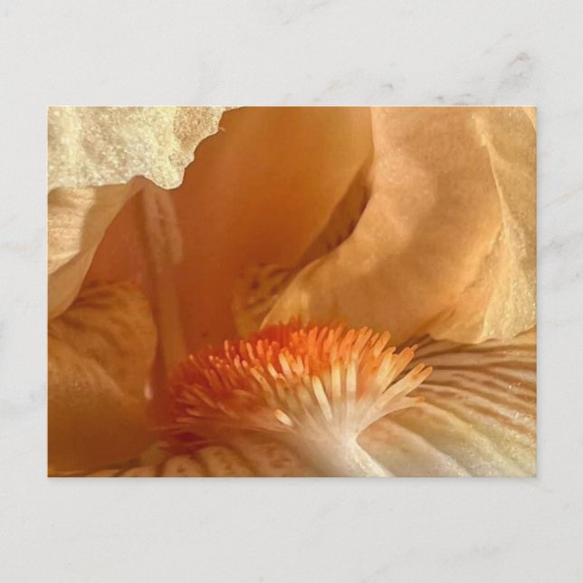 Postal Apricot Bearded Iris Postcard (Anverso)