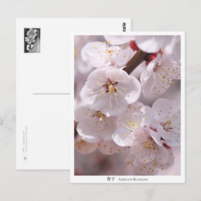 Postal Apricot Blossom (Anverso / Reverso)