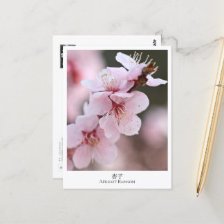 Postal Apricot Blossom