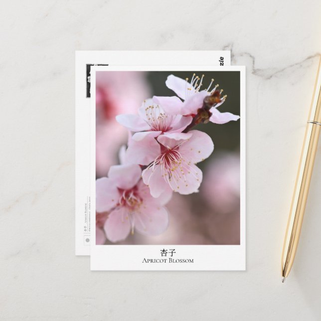 Postal Apricot Blossom (Anverso/Reverso In Situ)