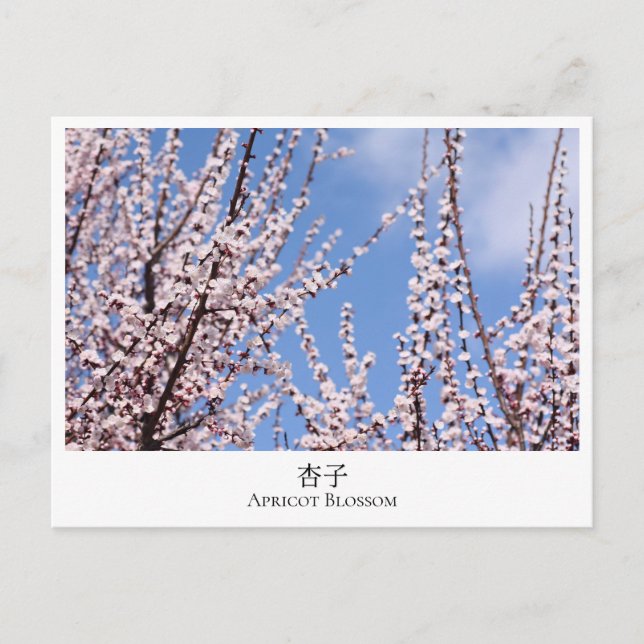 Postal Apricot Blossom (Anverso)