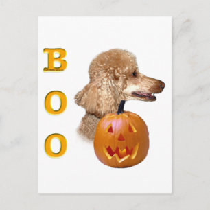 Postal Apricot Coated Poodle Boo