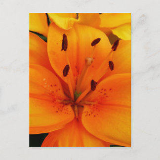 Postal Apricot Floral