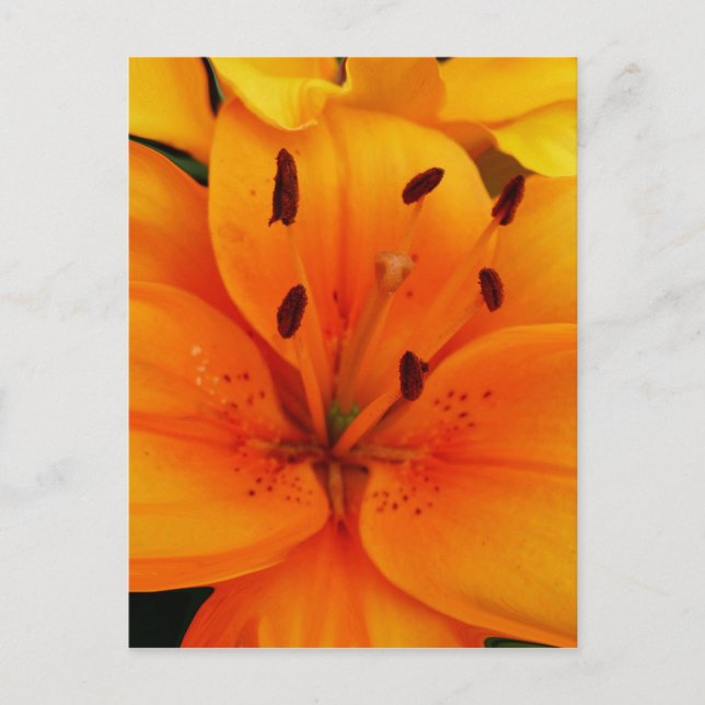 Postal Apricot Floral (Anverso)