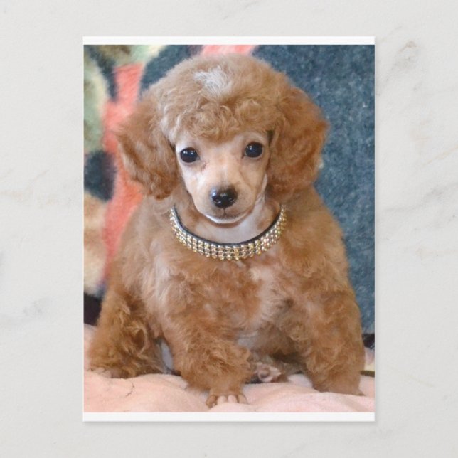 Postal Apricot Fluffy Poodle Puppy Perro (Anverso)