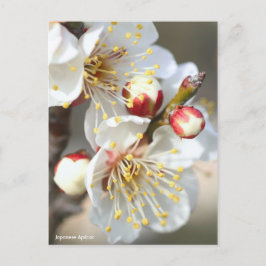 Postal Apricot japonés [postal]