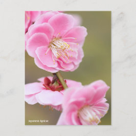 Postal Apricot japonés [postal]