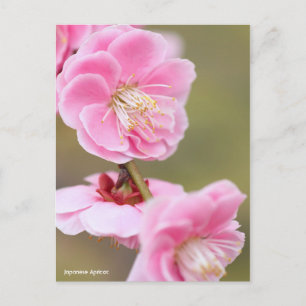 Postal Apricot japonés [postal]