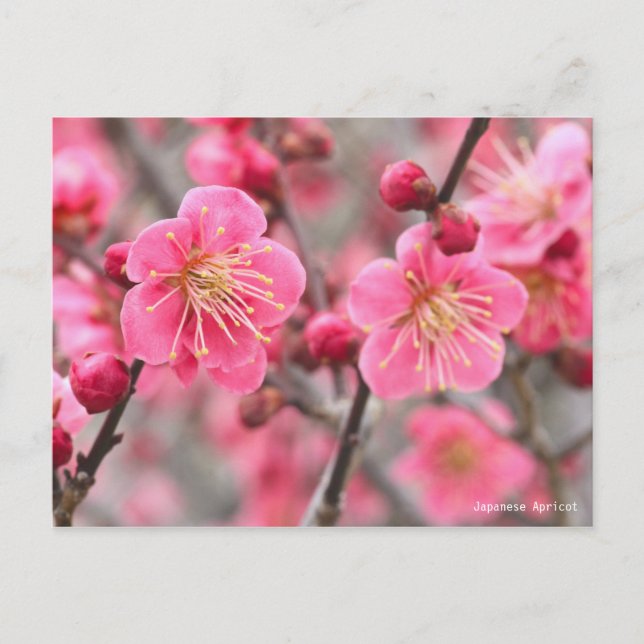 Postal Apricot japonés [postal] (Anverso)